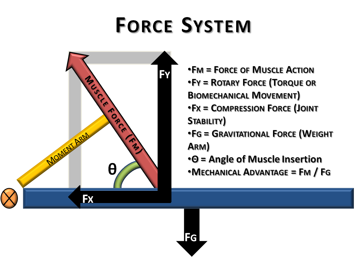 Basic Biomechanics Moment Arm Torque